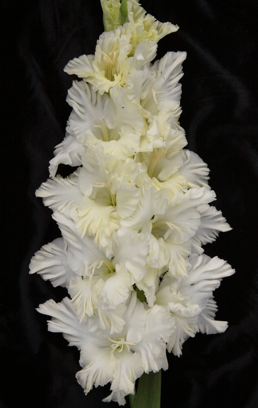 Гладиолус крупноцветковый Сын Луны